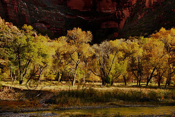 Cottonwoods