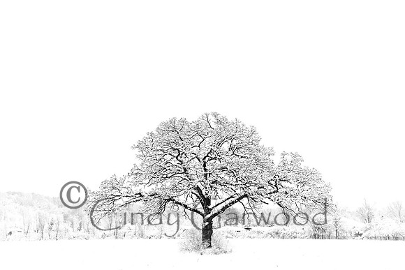 Enduring Strength during Winter
