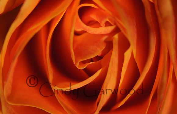 Orange Rose