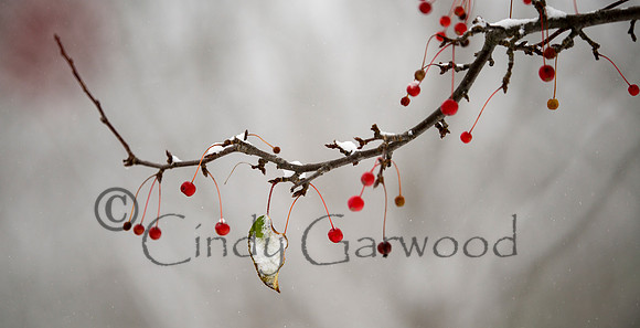 Red Berries