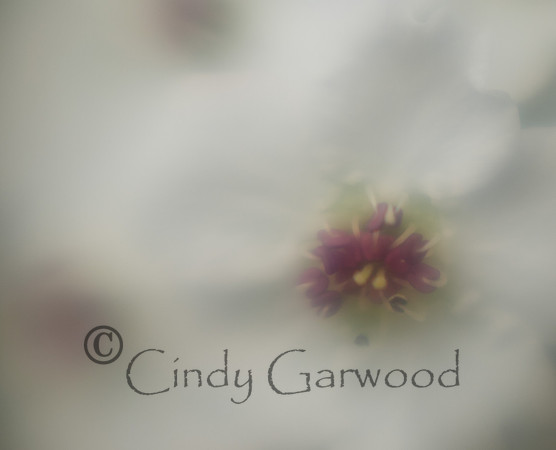 Pear Flower - Lensbaby Lens-3005567