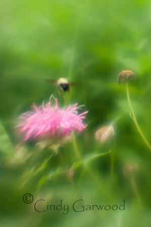 Lensbaby-3006032