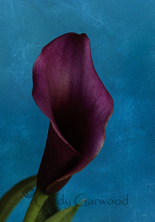 Purple Calla Lilly