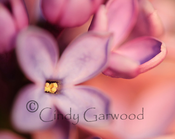 Lilac
