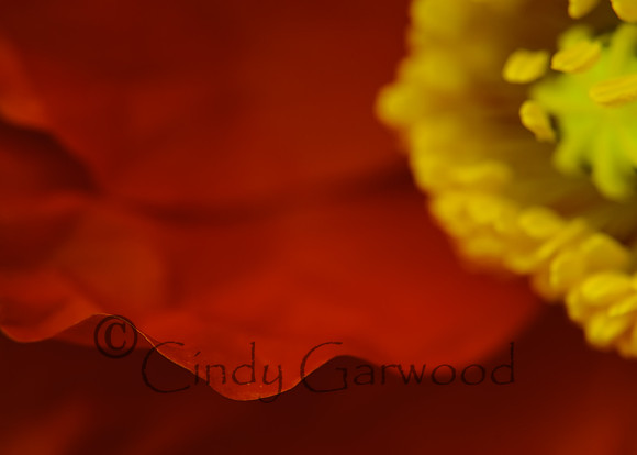 poppy