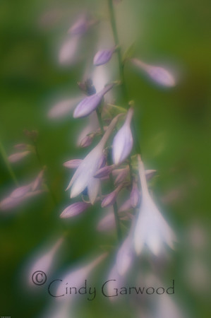 Lensbaby-3006040