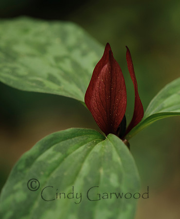 Red Trillium