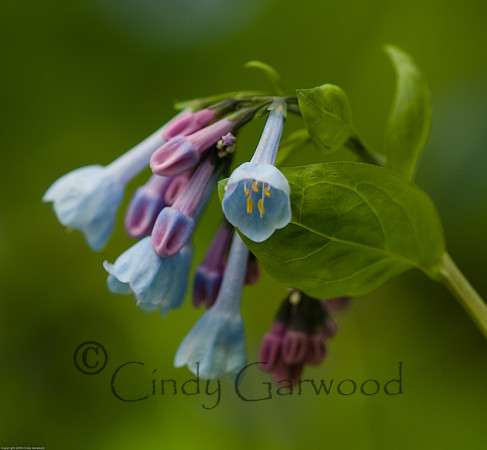 Blue Bells-3003307