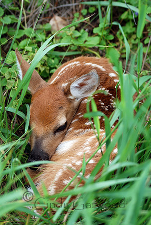 Fergie Fawn -Wisconsin