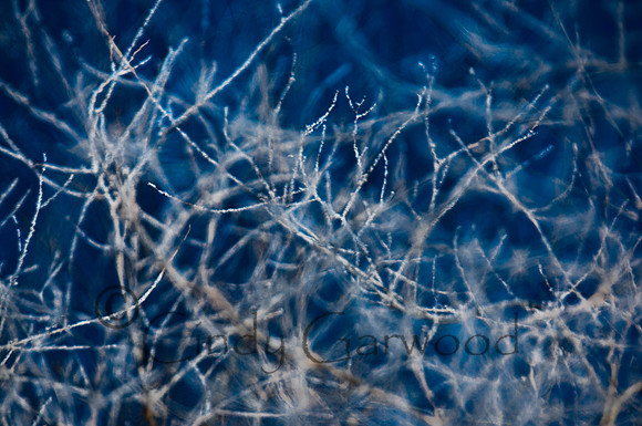 snow twigs abstract-3003957