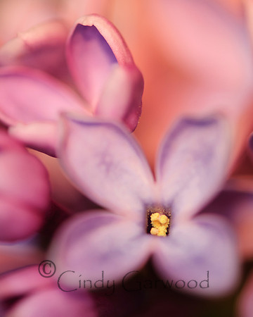 Lilac -Vert