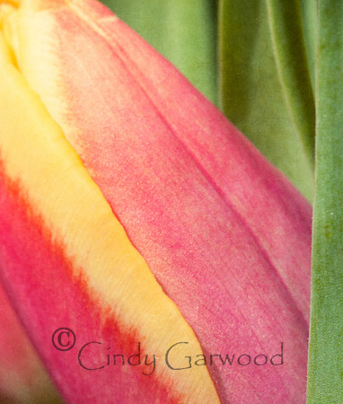 Tulip