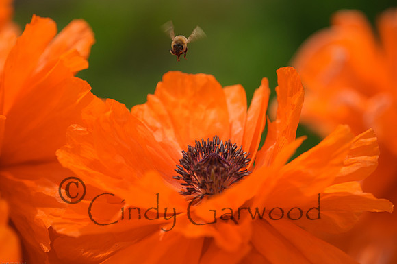 Bee Haven-3004320-