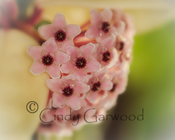 Hoya