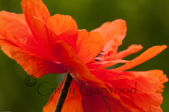 Lovely Poppy -