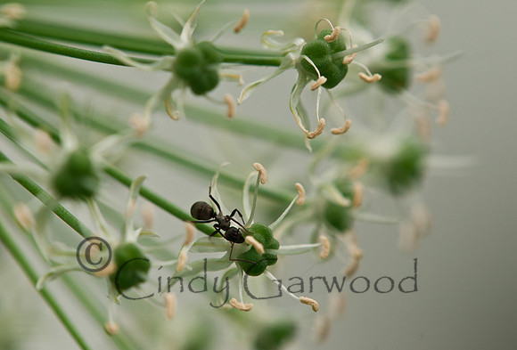 ant