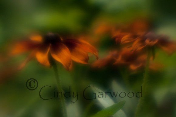 Lensbaby-3006076