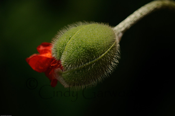 waiting to pop-