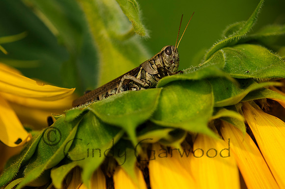 Grasshopper on a Sunflower
