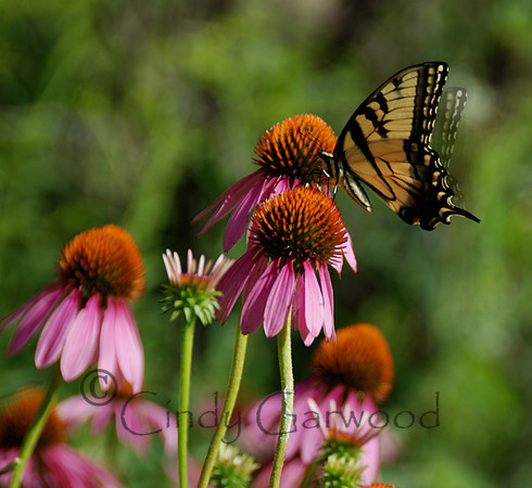 Butterfly and Coneflowers
