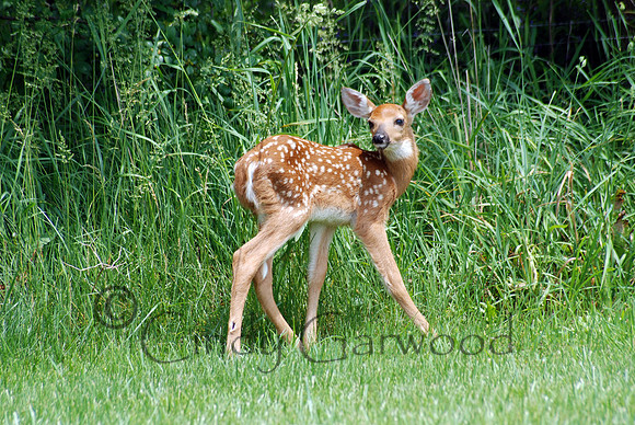 Fergie -Fawn-Wisconsin