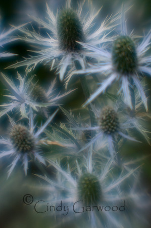 Lensbaby-3006055
