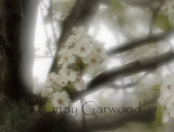 Pear Tree-