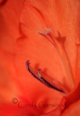Orange Gladiolus