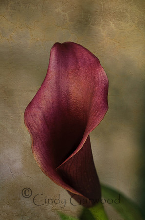 Calla Lilly