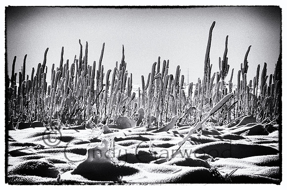winter sticks-