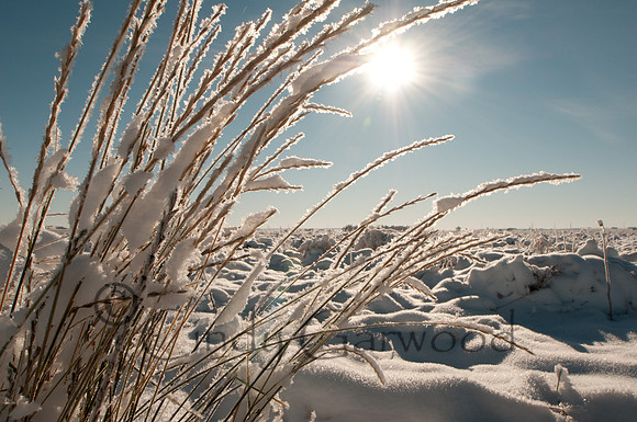 snow grass