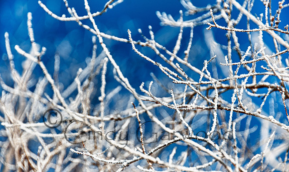 snow twigs abstract - 2-